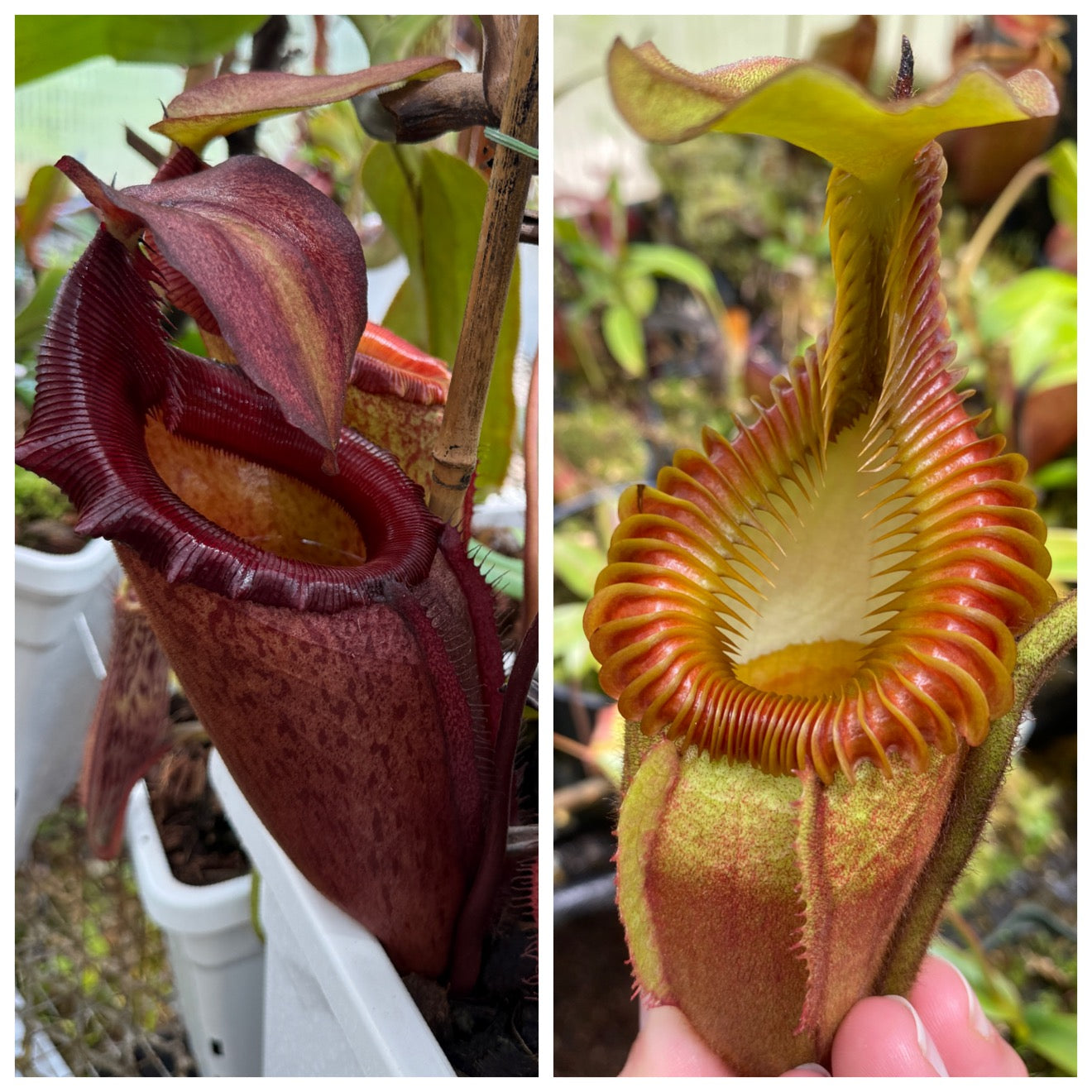 Seed - Nepenthes (rajah x mira) JH x villosa #2