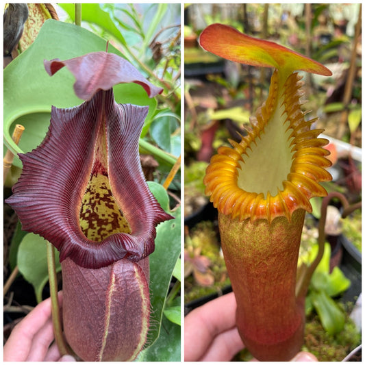 Seed - Nepenthes robcantleyi Q x edwardsiana