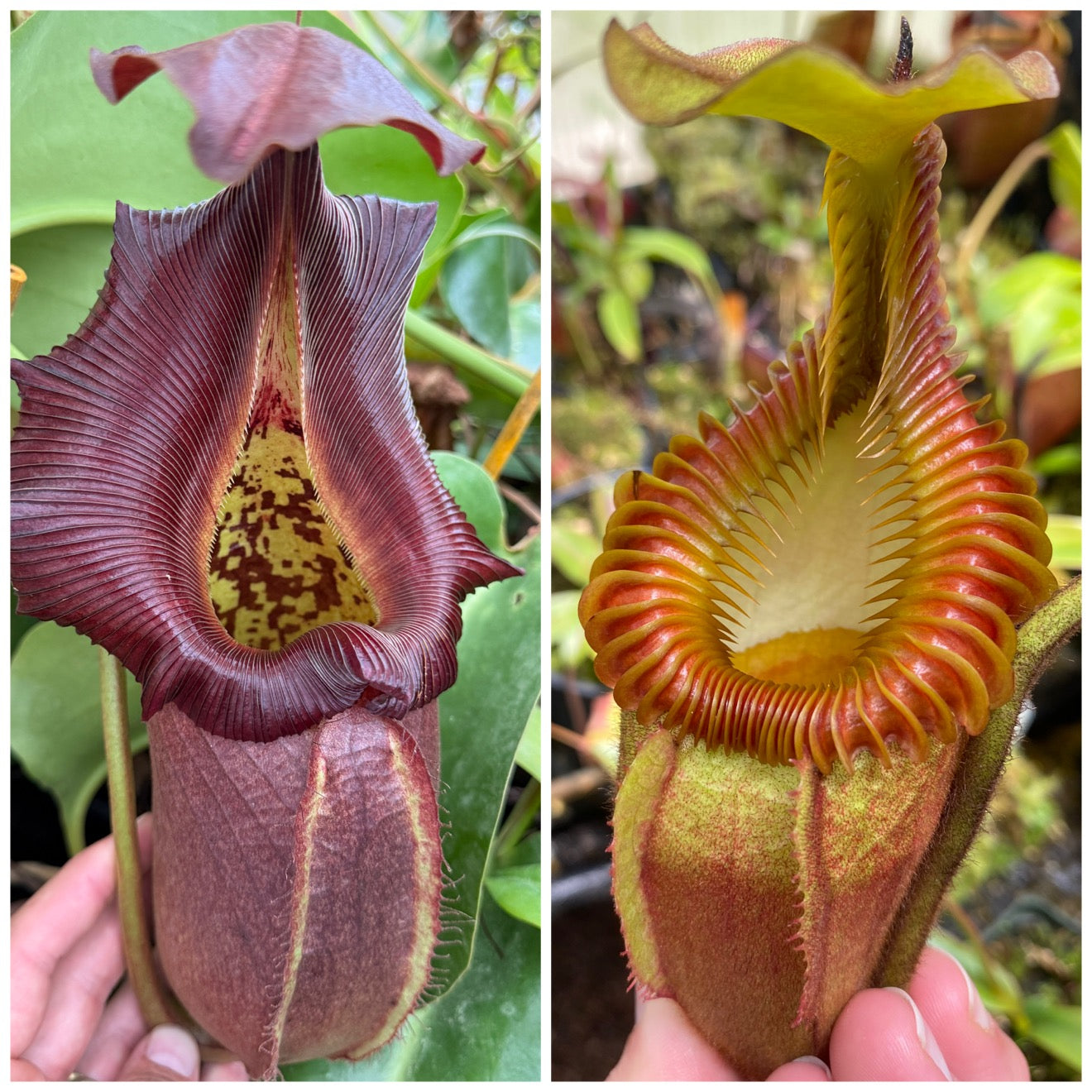 Seed - Nepenthes robcantleyi Q x villosa 2