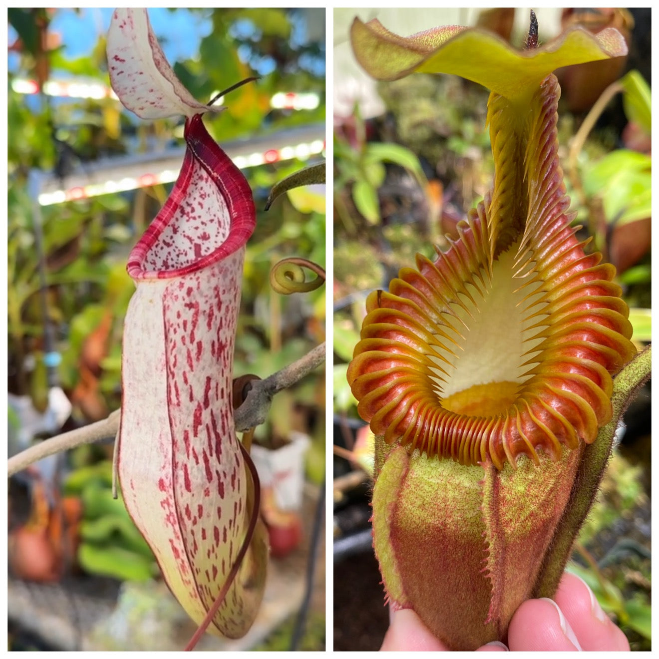 Seed - Nepenthes sericea x villosa #2