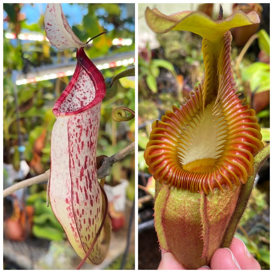 Seed - Nepenthes sericea x villosa #2
