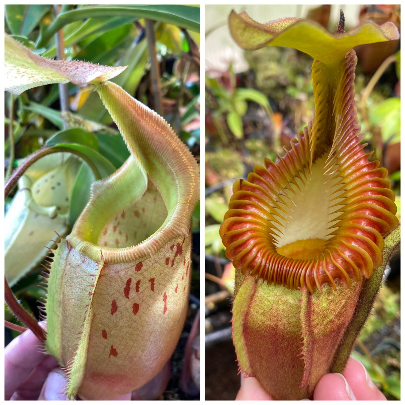 Seed - Nepenthes (veitchii x mira) x villosa #2