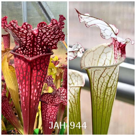 Seed - Sarracenia (DRSH 288 - Sarracenia Rudolf II x Leucophylla Santa Rosa County, near Yellow River, Florida (MSr L22D/clone A (MSr)) x Iamsatyricon