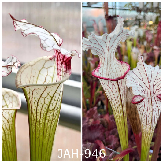 Seed - Sarracenia Iamsatyricon x Top Lady