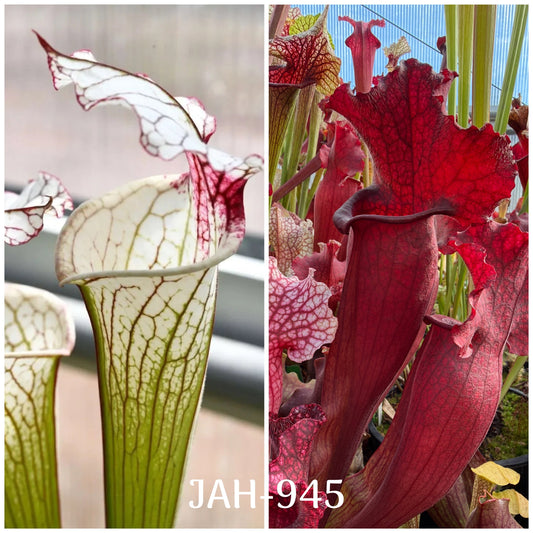 Seed - Sarracenia Iamsatyricon x mitchelliana DP