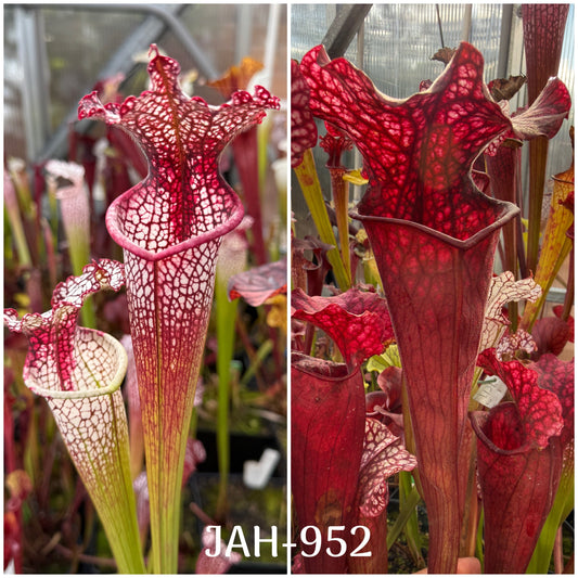 Seed - Sarracenia Moorei Escambia Vamp x Elaine’s Fire & Ice