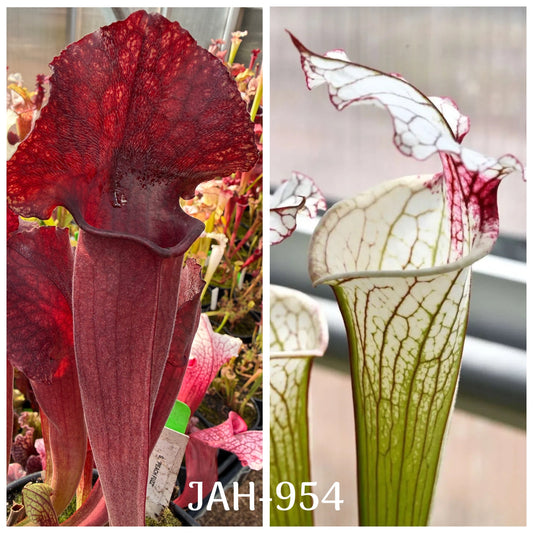 Seed - Sarracenia Peach Fuzz x Iamsatyricon