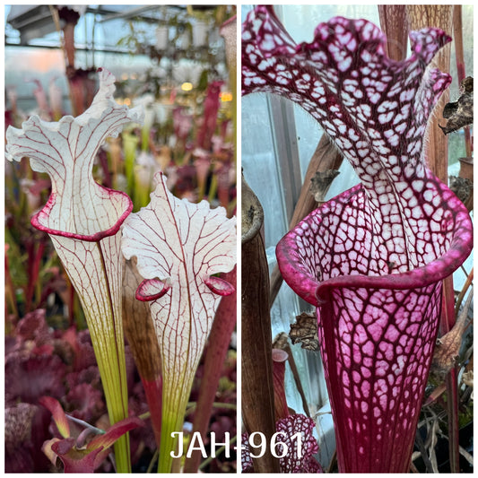 JAH-961 Seed - Sarracenia Top Lady x Dionne