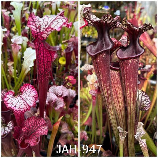 Seed - Sarracenia (leucophylla Hurricane Creek White F x Saxapahaw clone B) x Bloody Punch