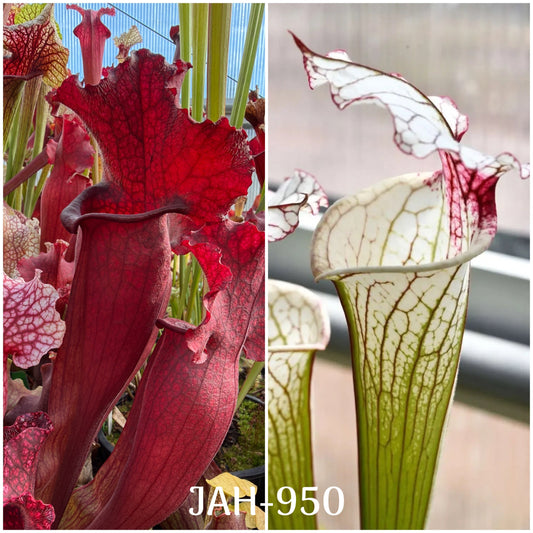 Seed - Sarracenia mitchelliana DP x Iamsatyricon
