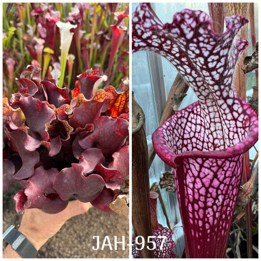 Seed - Sarracenia purpurea DW x Dionne