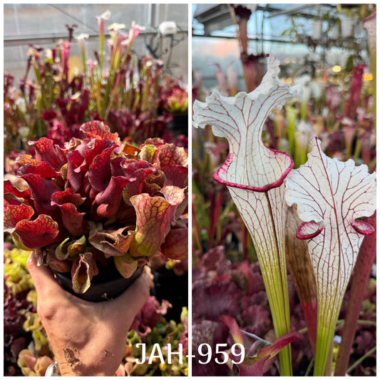 Seed - Sarracenia purpurea ssp. venosa Burkii Fred P x Top Lady 