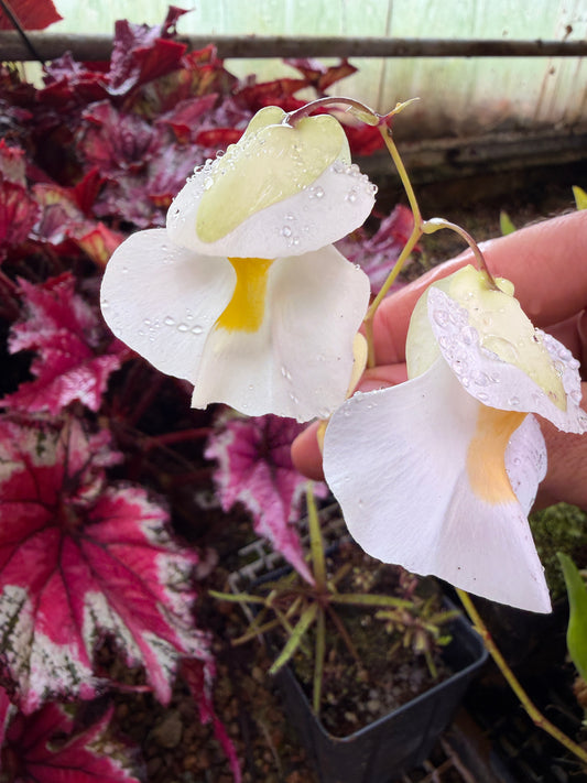 Utricularia alpina Auyan Tepui