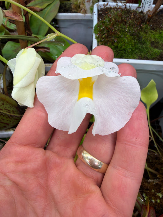 Utricularia alpina Henri Pittier NP Venezuela