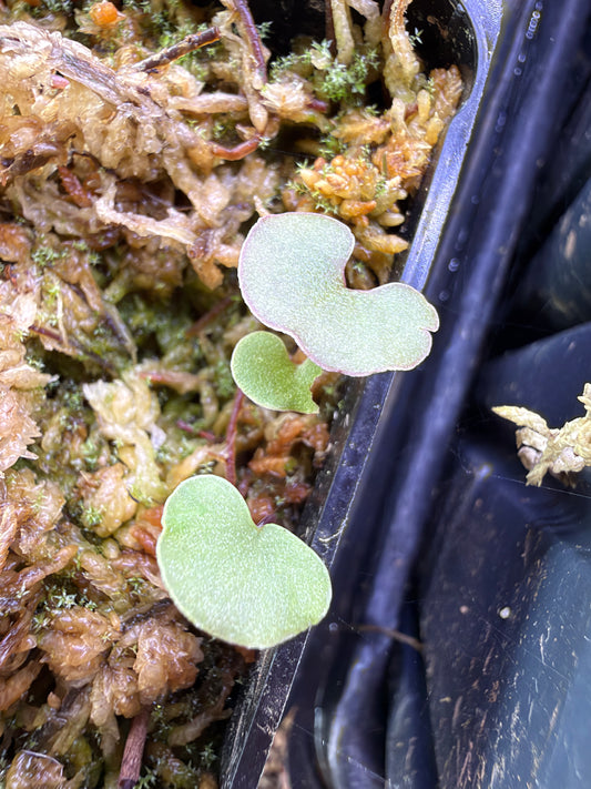 Utricularia geminiloba