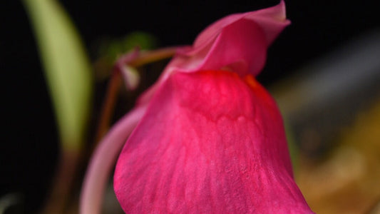 Utricularia quelchii Doug D. Clone