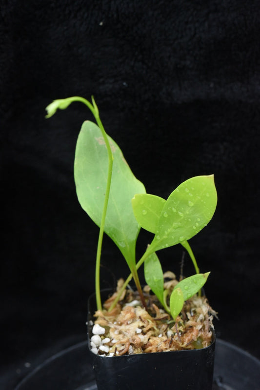 Utricularia alpina