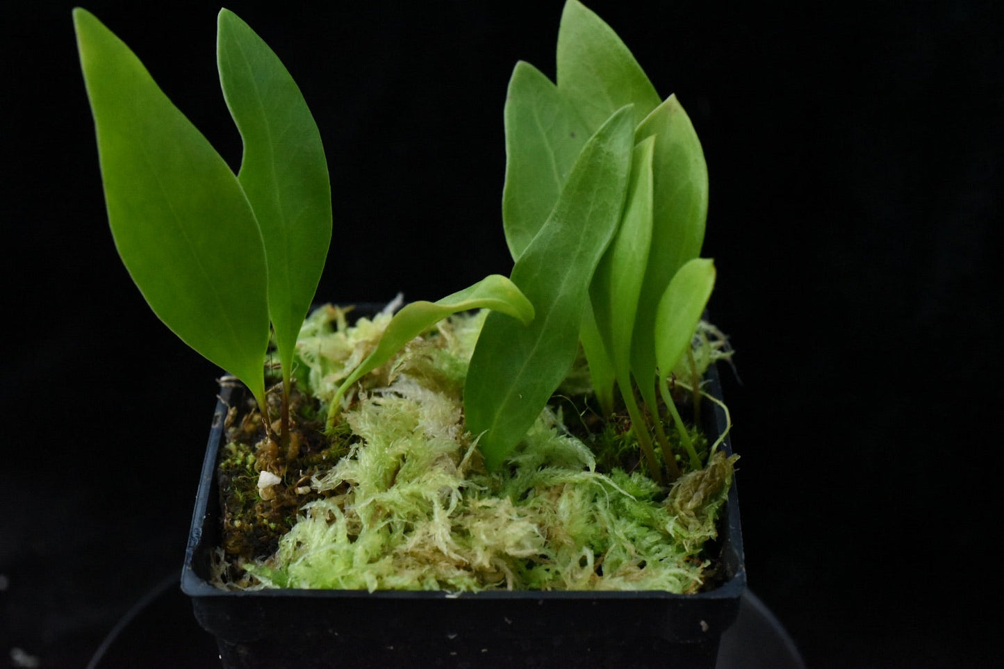 Utricularia alpina x asplundii
