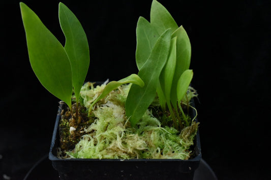 Utricularia alpina x asplundii