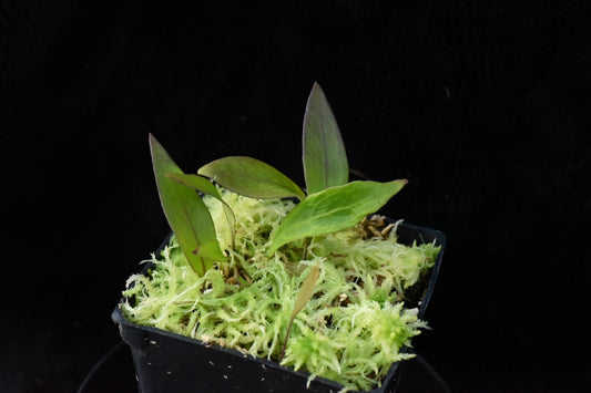 Utricularia alpina x edressii