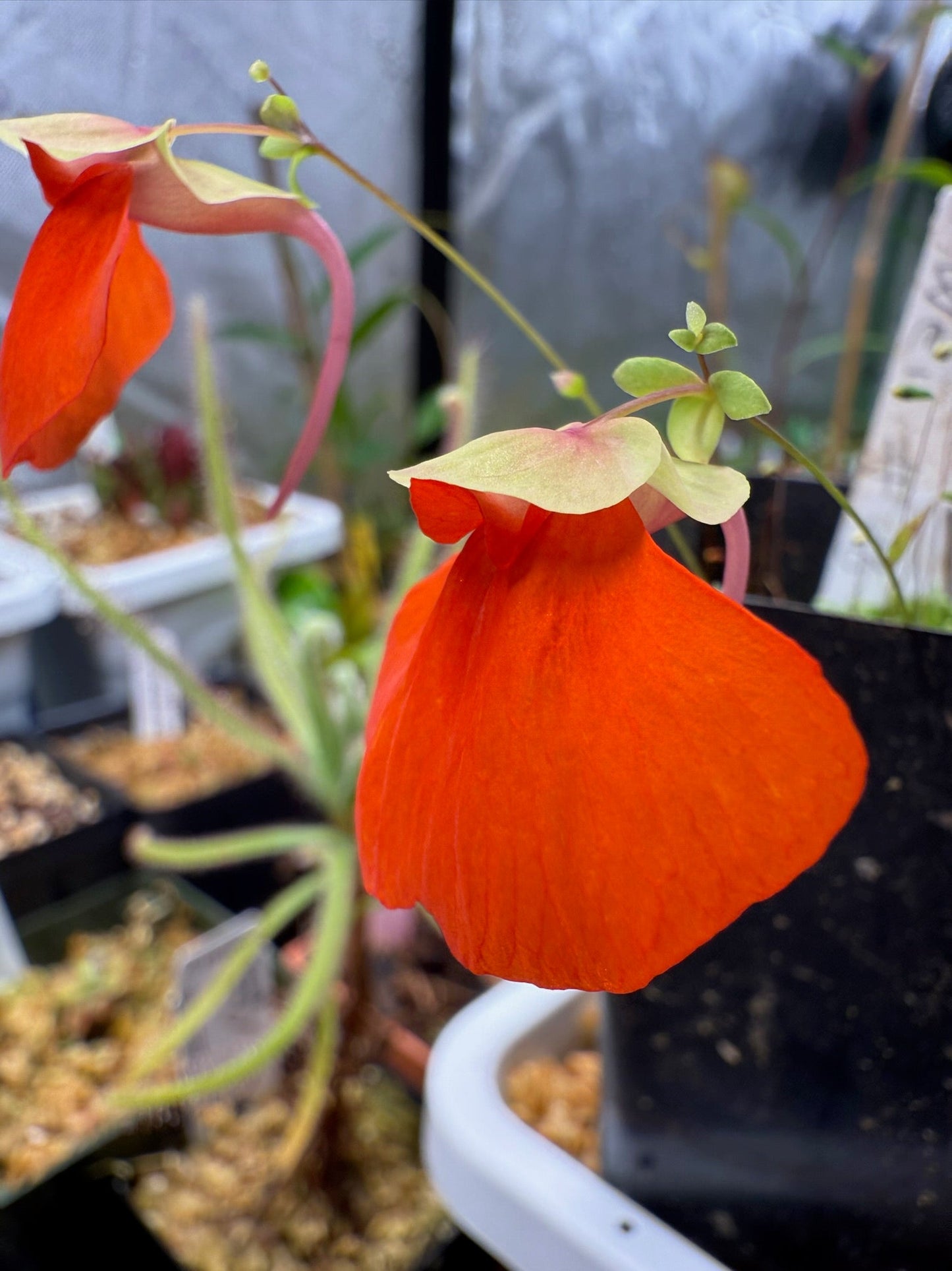 Utricularia campbelliana Wei Tepui Sergio G.
