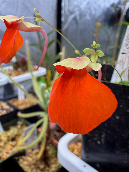 Utricularia campbelliana Wei Tepui Sergio G.