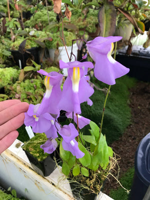 Utricularia humboldtii x alpina