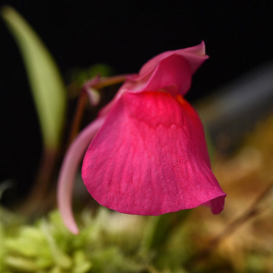 Utricularia quelchii Doug D. Clone