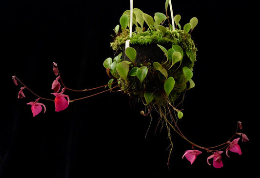 Utricularia quelchii Geoff Wong Clone
