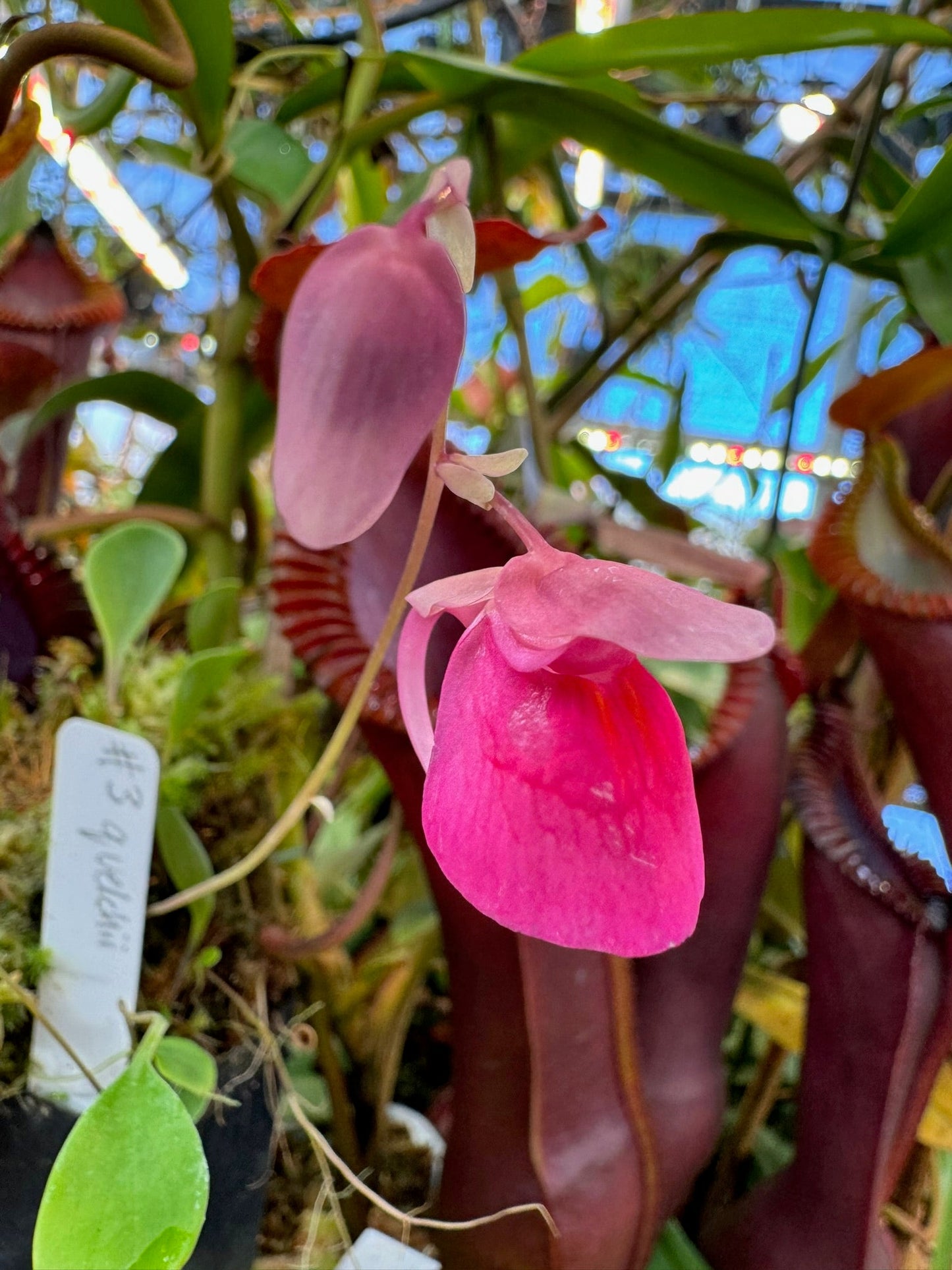 Utricularia quelchii Ilu Tepui #3