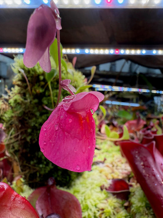 Utricularia quelchii Mt. Roraima #5