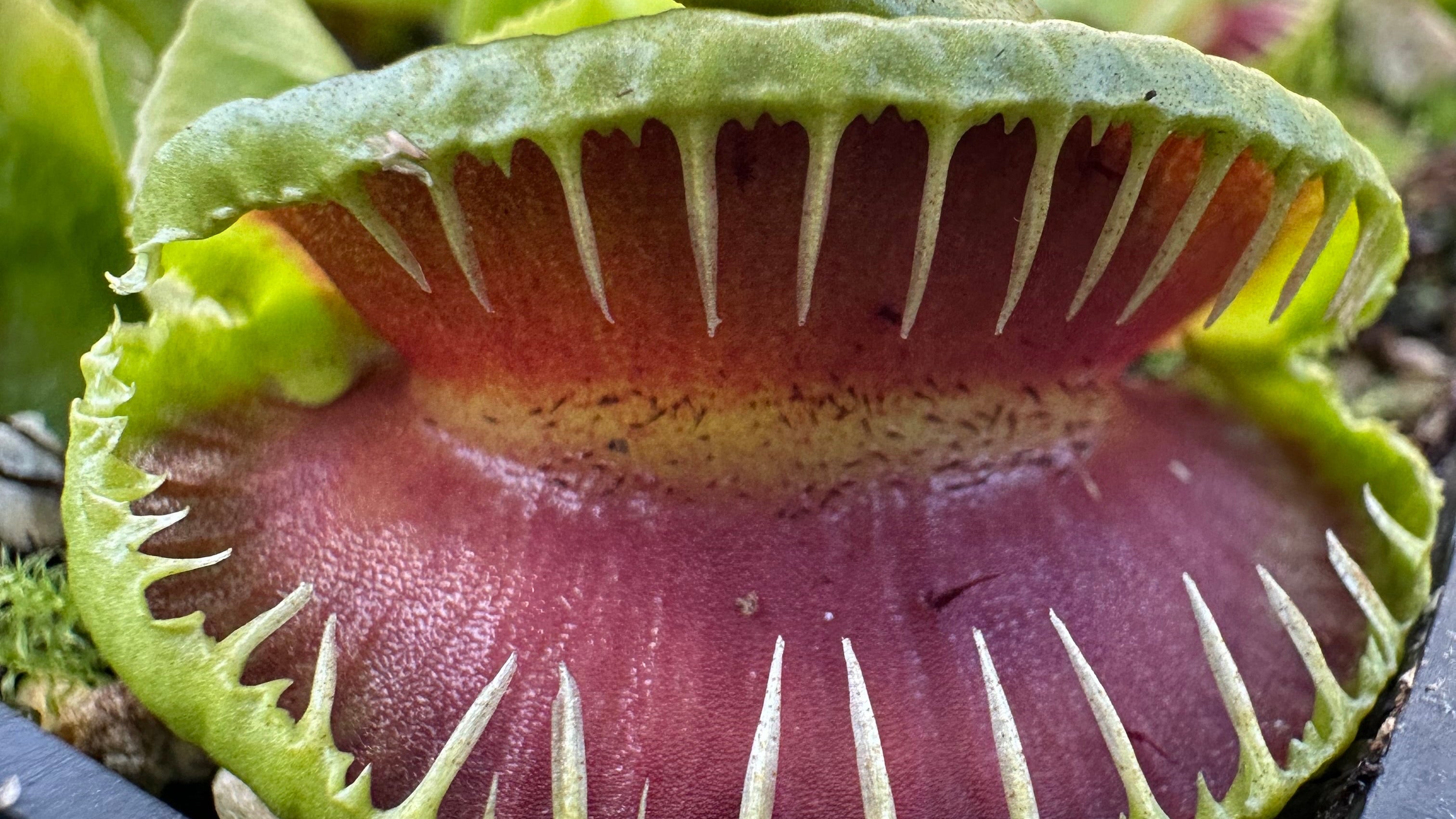 Venus Flytrap Beginner Carnivorous Plants
Great Plants No Fuss