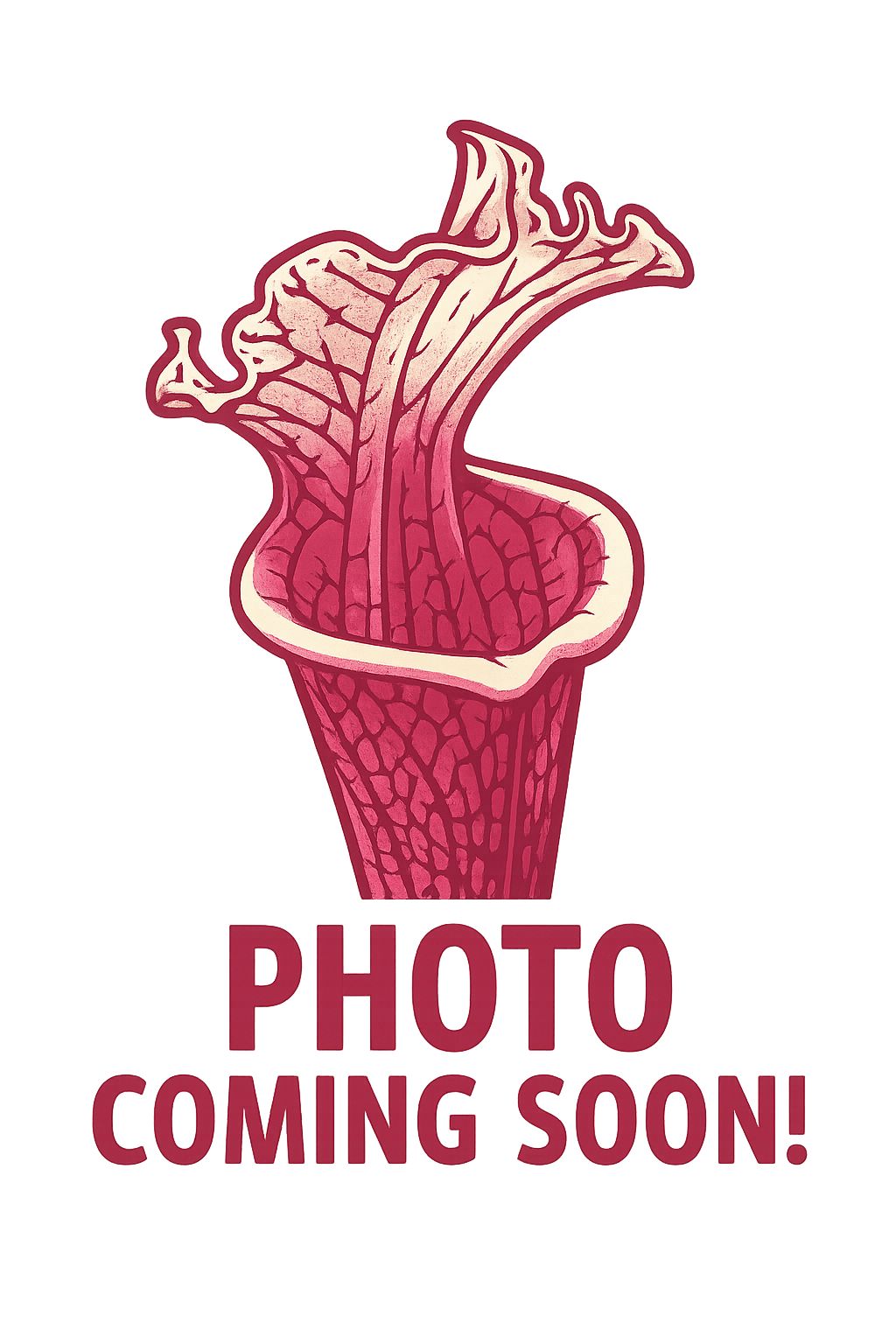 Sarracenia rubra DW