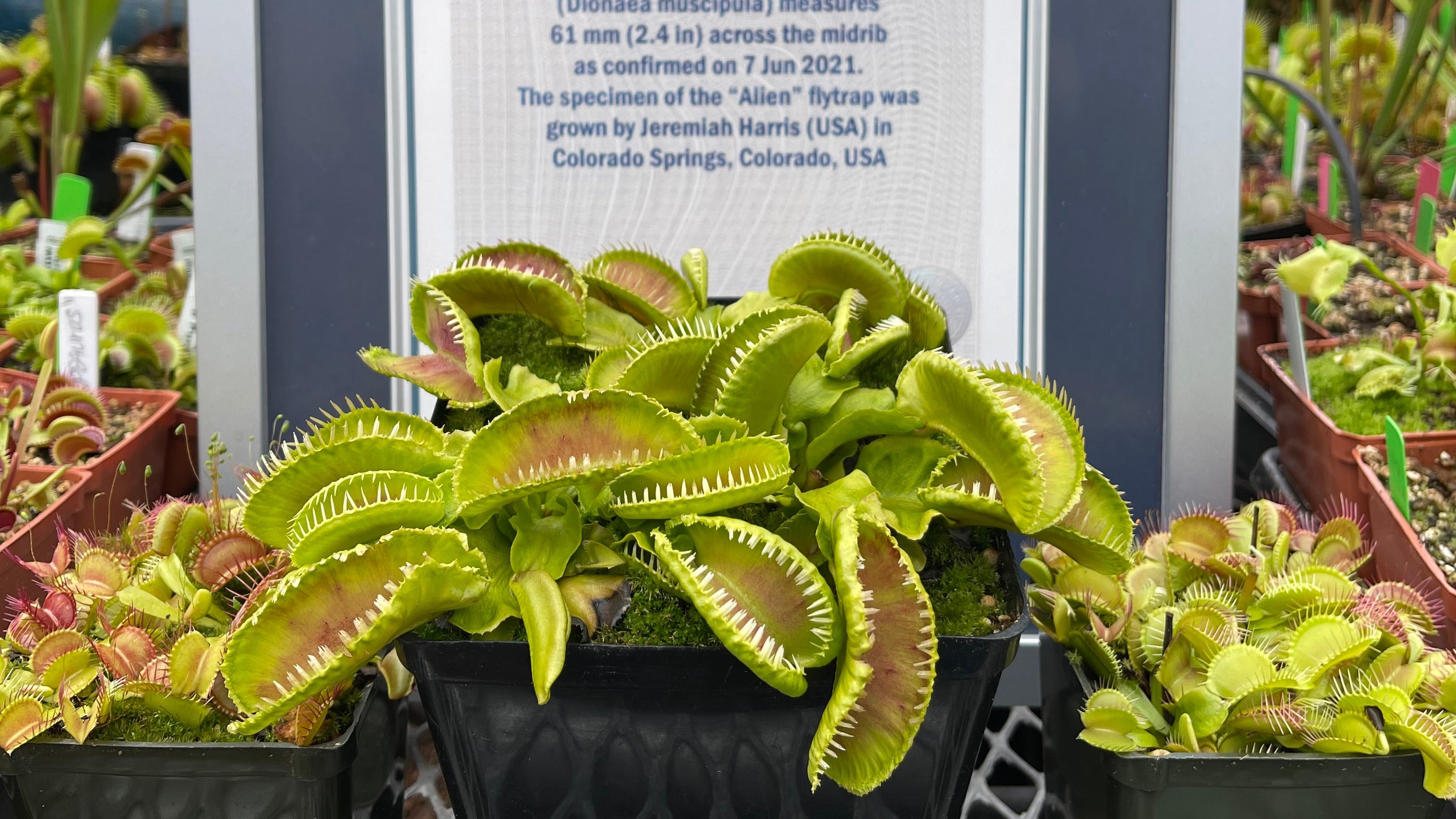 Framed Guinness World Records certificate next to a Venus flytrap plant on a textured surface.