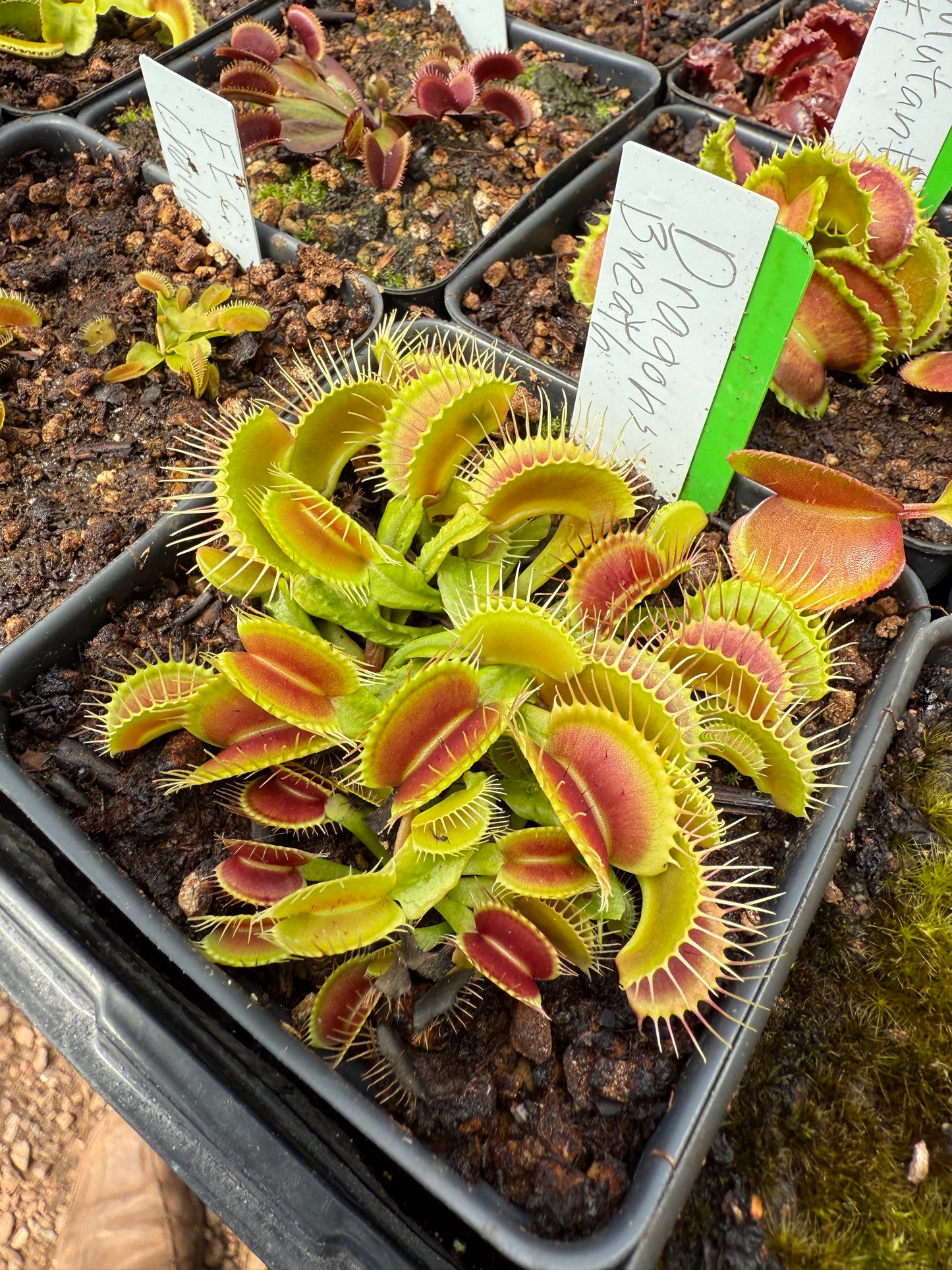 Dionaea muscipula Dragons Breath Small