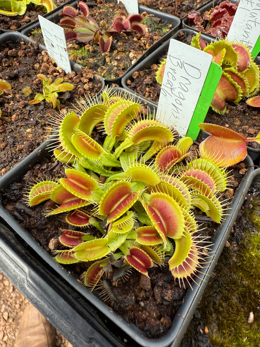 Dionaea muscipula Dragons Breath Small