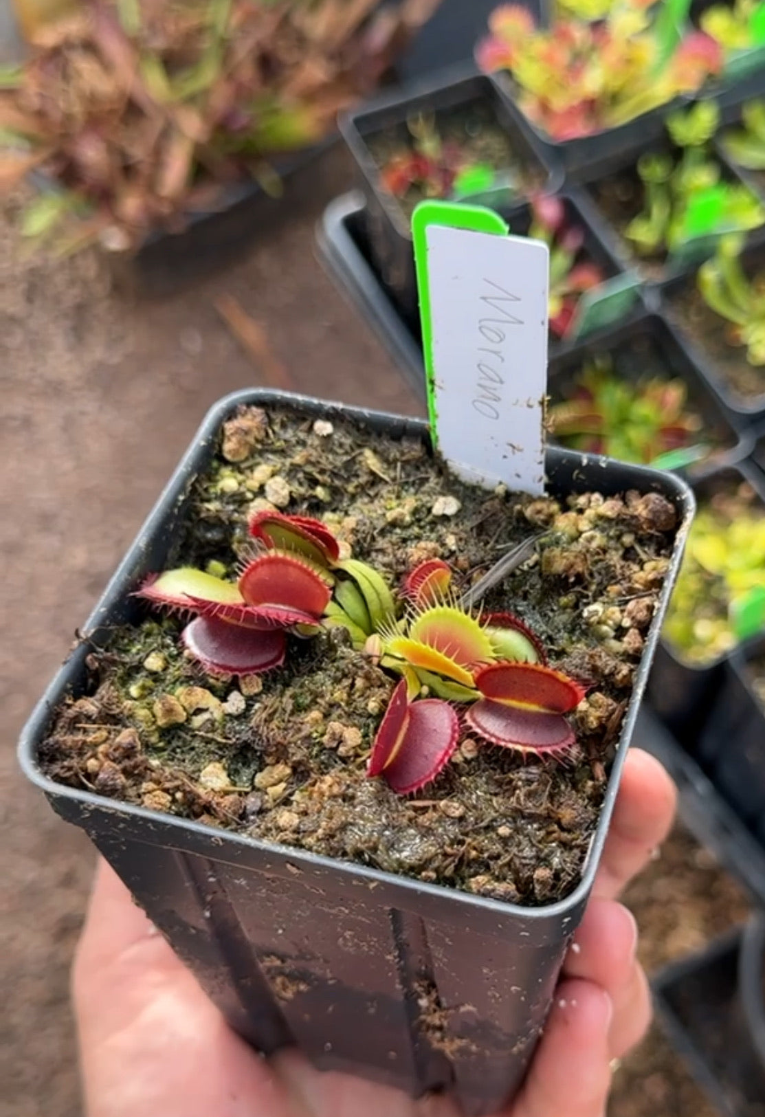 Dionaea muscipula Morano small