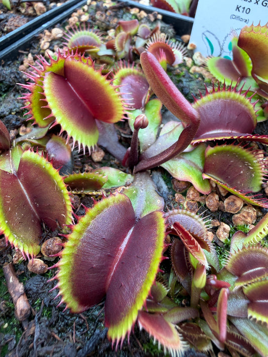 Dionaea muscipula Pink Venus x Ghost K10 Small