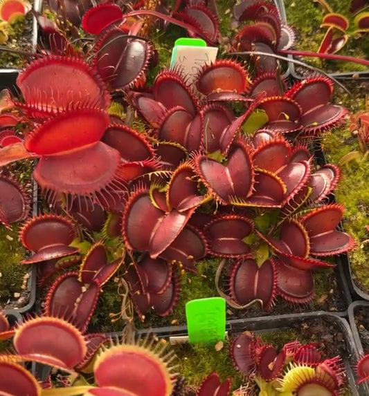 Dionaea muscipula Trev’s Supernova