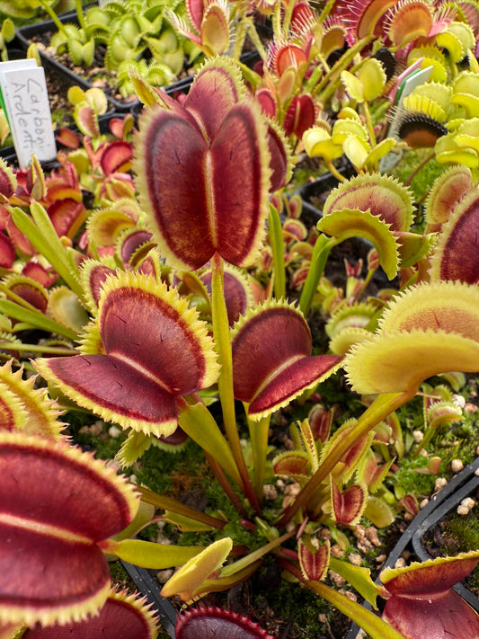 Dionaea muscipula Z11