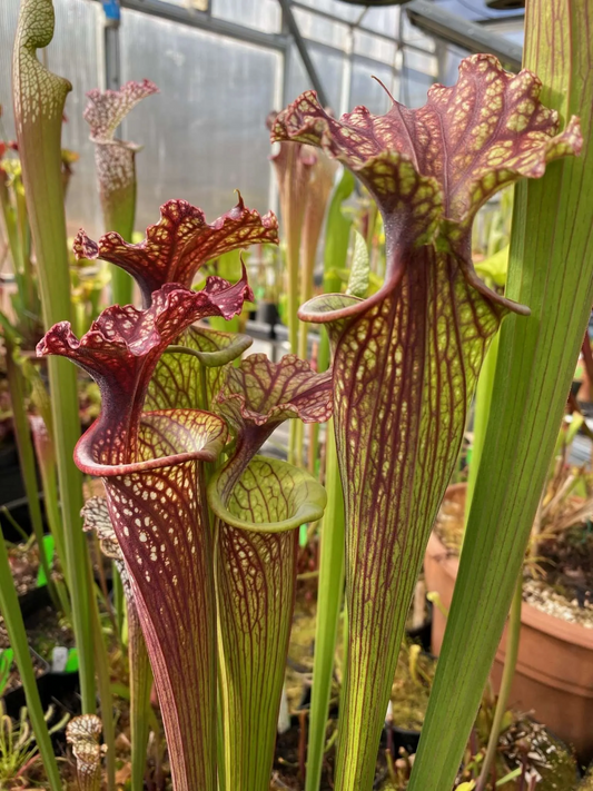 Sarracenia x Brown Sugar