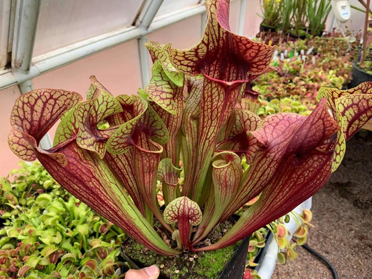 Sarracenia x Catesbaei Matt K clone