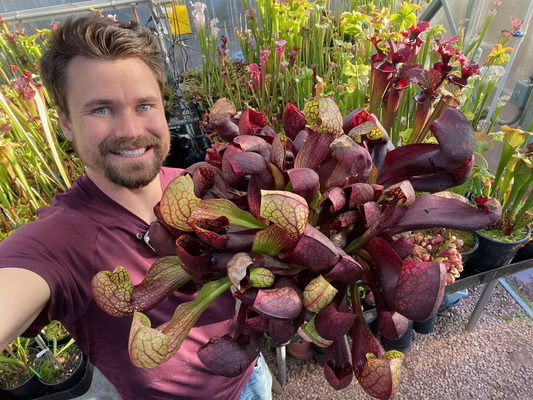 Sarracenia x purpurea venosa x psittacina DBG [AKA Sarracenia x courtii]