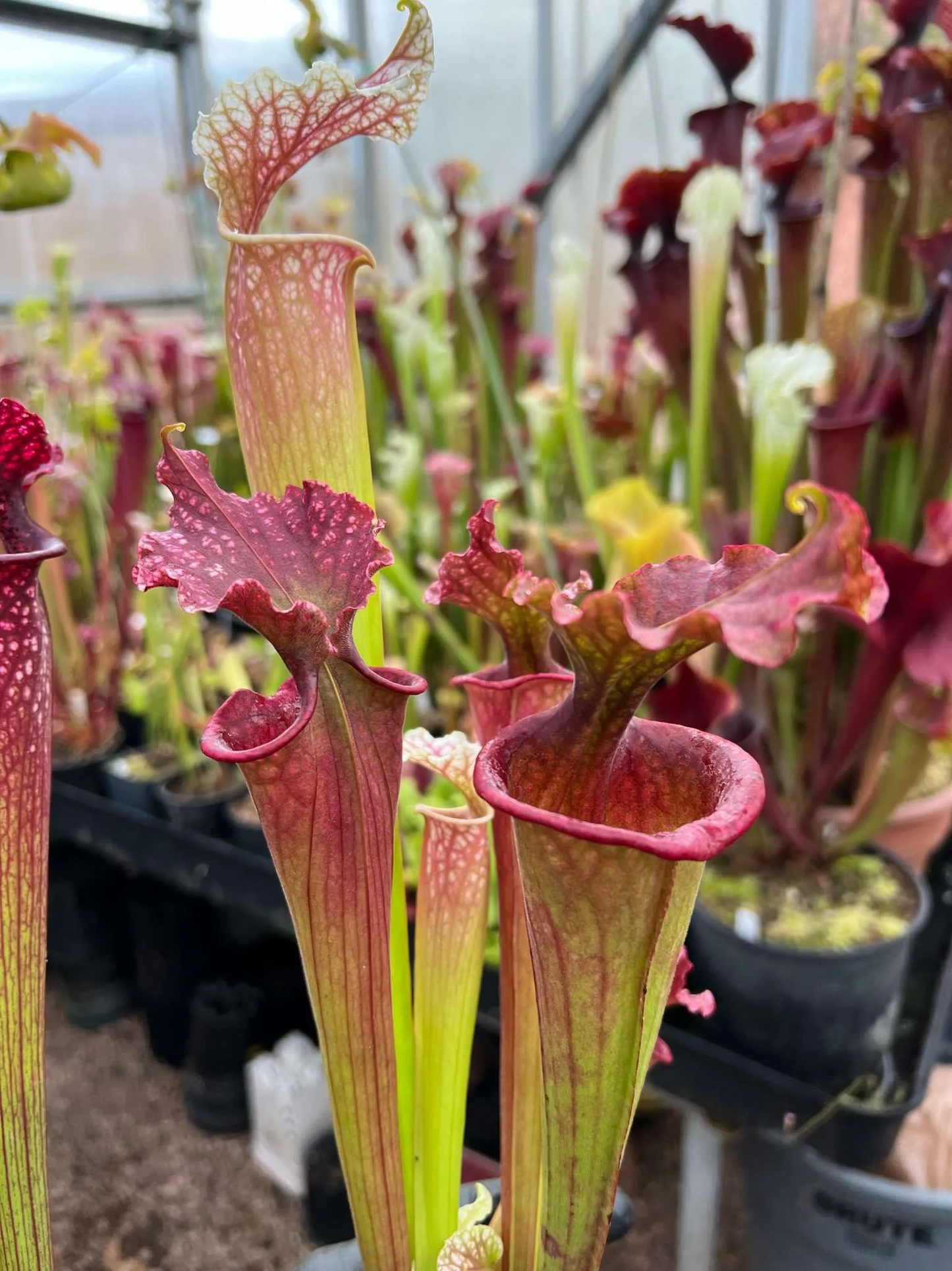 Sarracenia x Reptilian Rose x leucophylla Pale #5