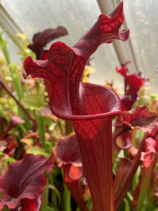Sarracenia x Reptilian Rose x leucophylla Pale #8