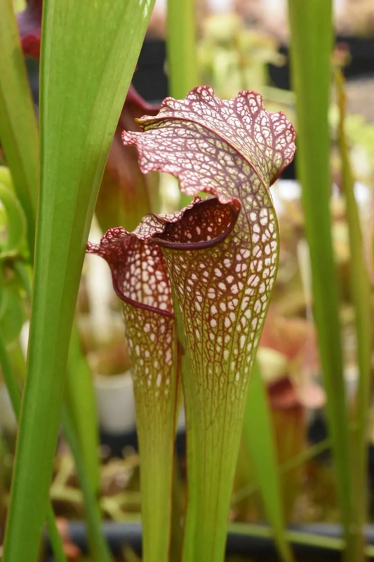 Sarracenia x Excellens (Meadowview)(Joe Lavrich)