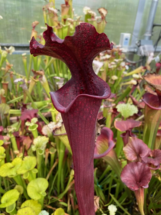 Sarracenia x Royal Ruby