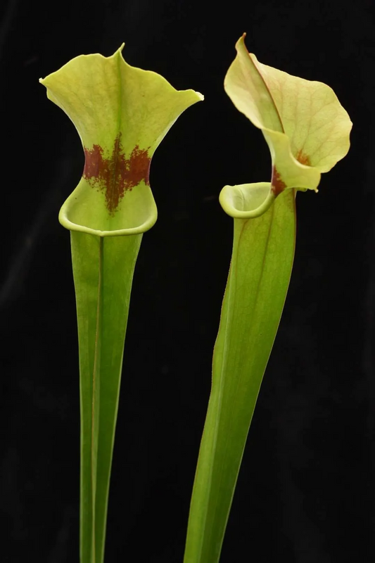 Sarracenia x FC47 Forbes C.