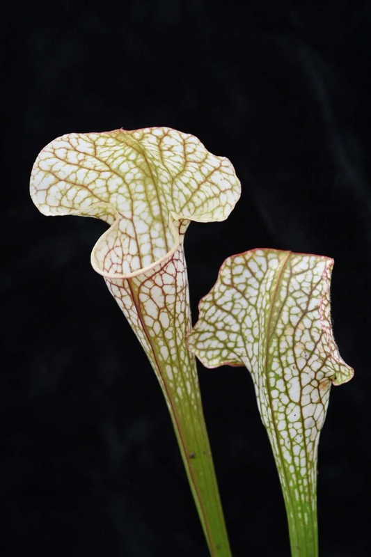 Sarracenia x fledgling