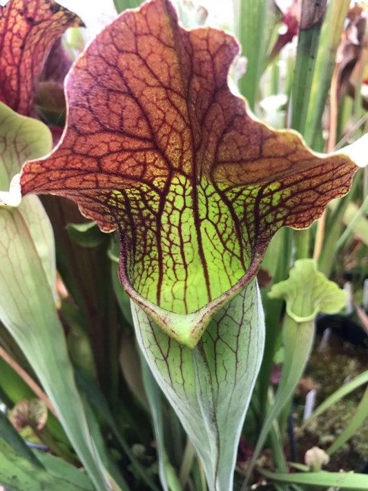 Sarracenia x Simone